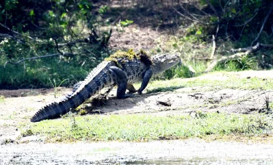 সাফারির শুরুতেই চোখে পড়ল স্বাদু পানি কুমির। ছবি: সমির মল্লিক