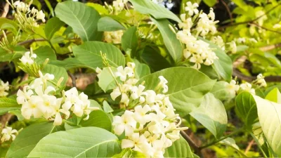 কুরচি ফুল। ছবি: ইনডিপেনডেন্ট