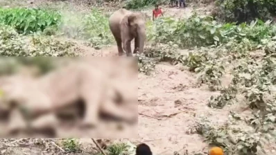 সম্প্রতি মারা যায় একটি পুরুষ হাতি। ছবি: ইনডিপেনডেন্ট