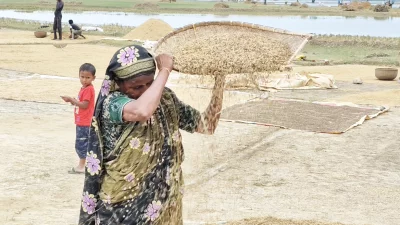 ভেজা ধান শুকানোর চেষ্টা করছেন কৃষাণী। ছবি: ইনডিপেনডেন্ট