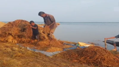 ভেজা ধান মাড়াইয়ের চেষ্টা করছেন কৃষক। ছবি: ইনডিপেনডেন্ট