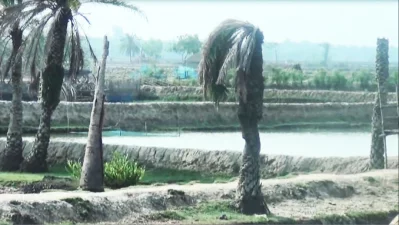 আইলায় ক্ষতিগ্রস্ত গাছপালা। ছবি: ইনডিপেনডেন্ট