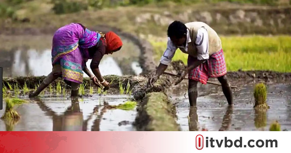 তাপমাত্রা বৃদ্ধিতে কৃষকদের স্বাস্থ্যঝুঁকি বাড়ছে: জরিপ