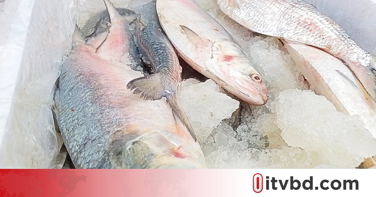 ইলিশের উৎপাদন বাড়লেও দামে লাগাম নেই