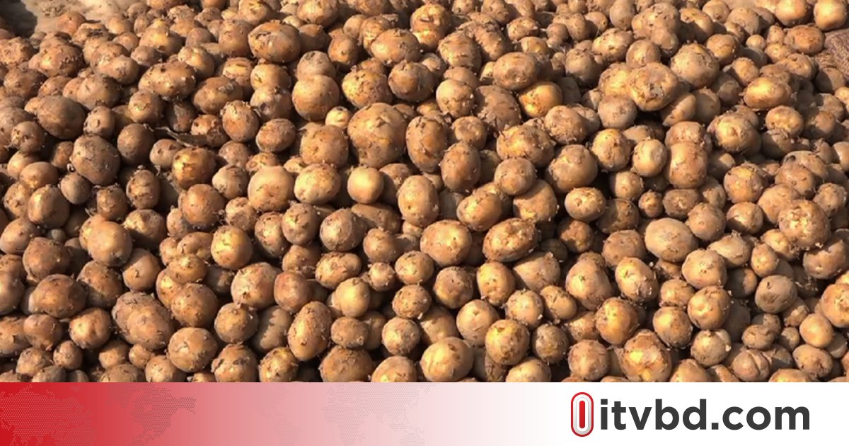 ২২ টাকা দরে ৫০ হাজার টন আলু কিনবে সরকার
