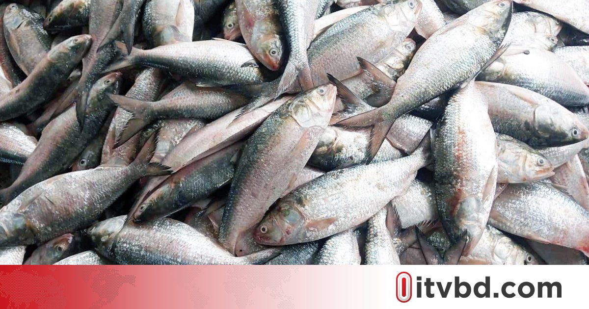 দুর্গাপূজায় ভারতে ইলিশ রপ্তানির নীতিগত সিদ্ধান্ত