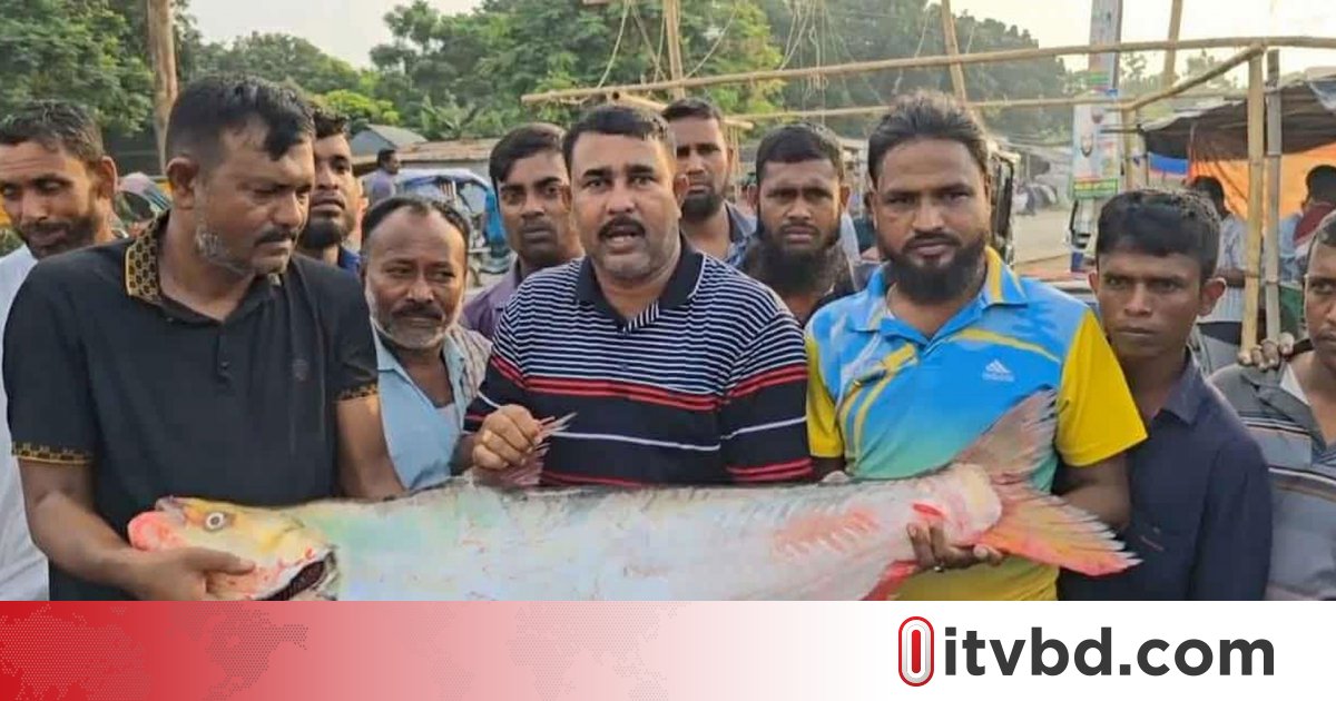পদ্মায় ধরা পড়ল প্রায় ২৩ কেজির ঢাই মাছ, লাখ টাকায় বিক্রি