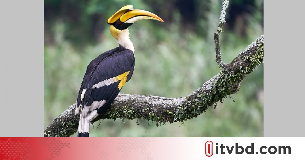 নানা প্রতিকূলতায় পাহাড়ে টিকে আছে কিছু ধনেশ