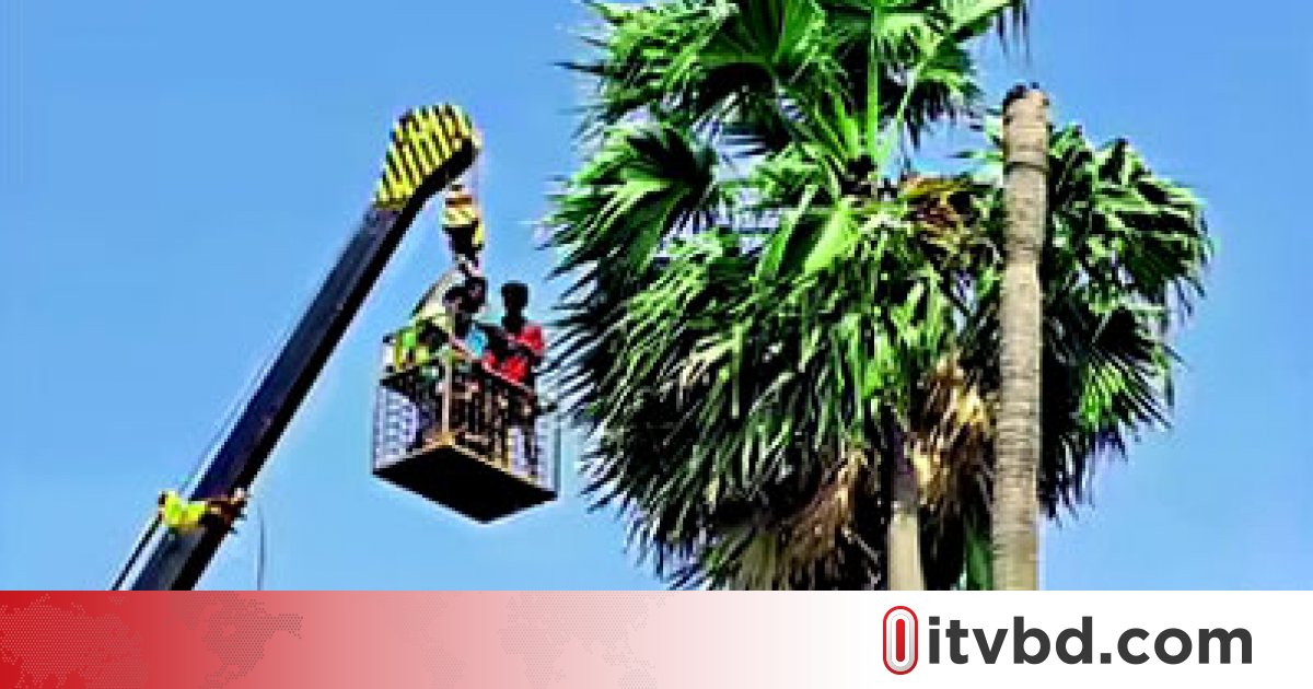 এলাকাবাসীর তাড়া খেয়ে নারকেল গাছে মদ্যপ যুবক, অতঃপর...