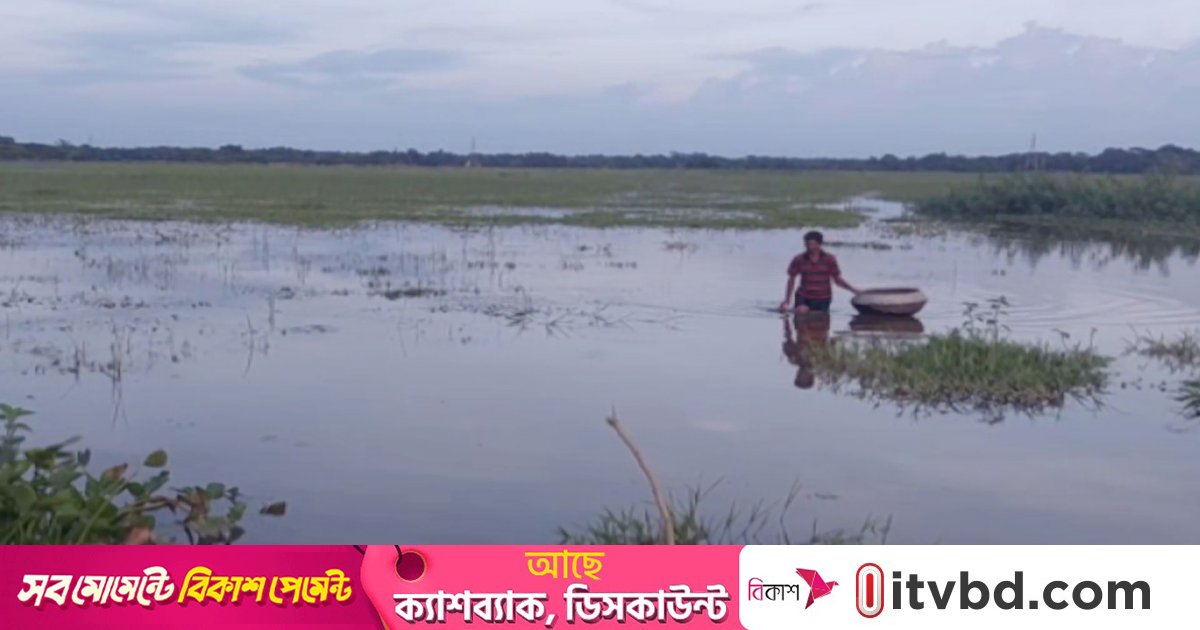 মৌলভীবাজারে হাওরের পানি না নামায় রোপা আমন নিয়ে অনিশ্চয়তা