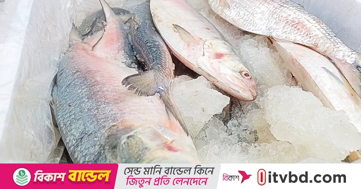 ২২ দিন ইলিশ ধরা-বিক্রি নিষিদ্ধ
