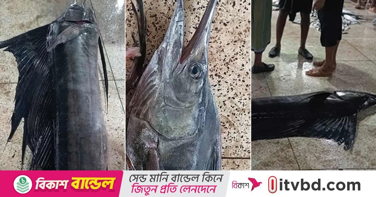 কুয়াকাটায় ধরা পড়ল দেড় মণ ওজনের পাখি মাছ, বিক্রি ৭ হাজারে