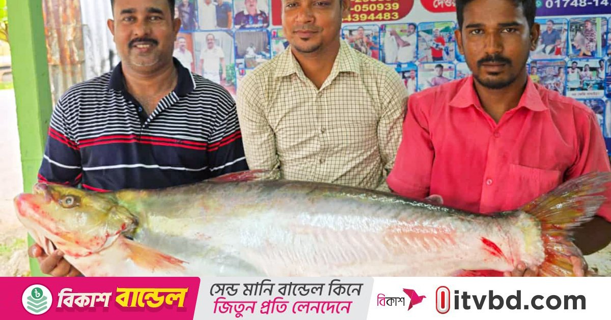 পদ্মার এক ঢাই মাছ ৪৪ হাজার টাকায় বি‌ক্রি