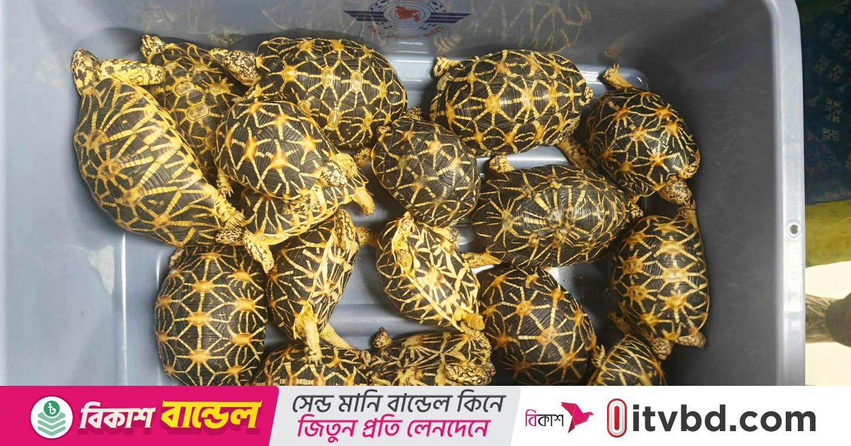 মালয়েশিয়ায় পাচার হচ্ছিল কচ্ছপগুলো