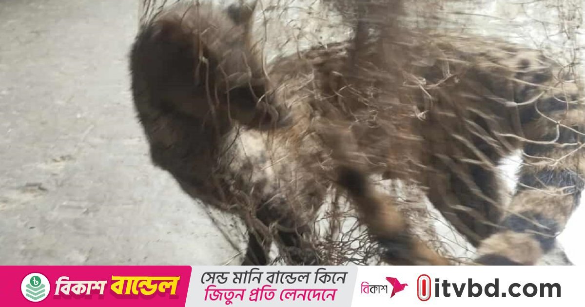 নাটোরে কৃষকের জালে আটকা পড়ল গন্ধগোকুল