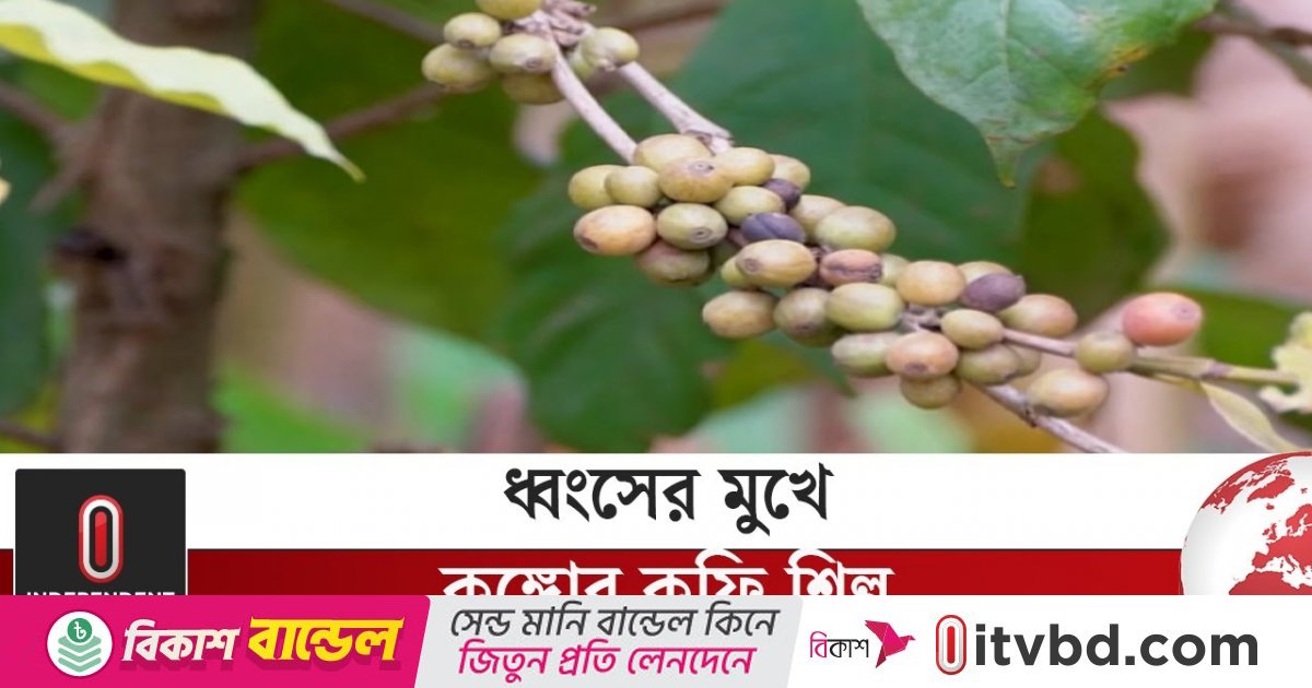 পূর্ব কঙ্গোয় চলমান সংঘাত ধ্বংসের মুখে ঠেলে দিয়েছে দেশটির কফি শিল্পকে
