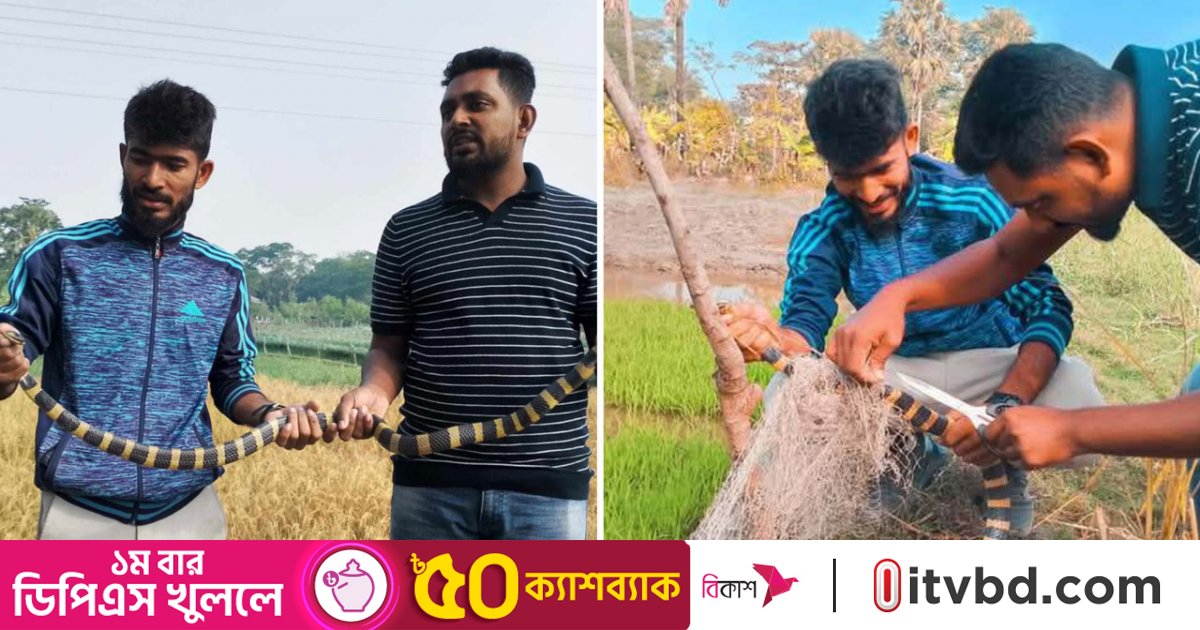 পটুয়াখালীতে ধানক্ষেত থেকে বিষধর শঙ্খিনী সাপ উদ্ধার