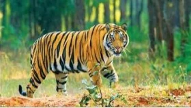 বিপন্ন হয়ে পড়ছে রয়েল বেঙ্গল টাইগার