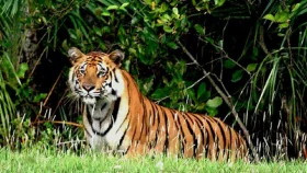 ছয় মাসের ব্যবধানে দুই বাঘের মৃত্যু
