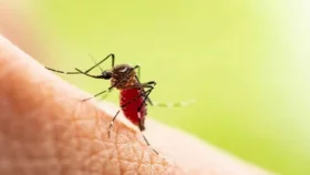 ডেঙ্গুর লক্ষণ কী, হলে কী করবেন