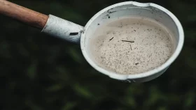 এডিস নিধনে ব্যাকটেরিয়া প্রয়োগ করবে ডিএনসিসি&nbsp;