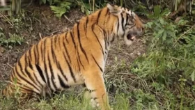 সুন্দরবনে বাঘের সংখ্যা জানতে শুরু ক্যামেরা ট্র্যাপিং