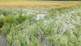 মিধিলির তাণ্ডবে লক্ষ্মীপুরে আমন ধান-রবিশস্যের ব্যাপক ক্ষতি, হতাশ কৃষক