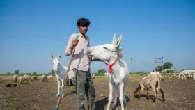 গাধার দুধের এত উপকারিতা, প্রতি লিটার ৭ হাজার টাকা!