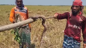 শরীয়তপুরে রাসেলস ভাইপারকে পিটিয়ে মারলেন কৃষকেরা