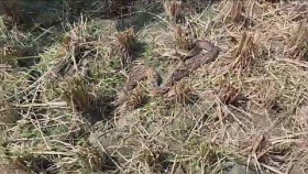 রাসেলস ভাইপার আতঙ্ক, চাঁদপুরের চরাঞ্চলে মিলছে না ধানকাটার শ্রমিক