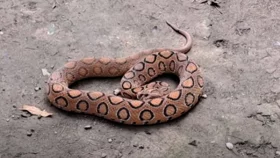 রাসেলস ভাইপার সাপে কাটলে যা করবেন, যা করবেন না  &nbsp;