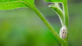 শখের বাগানে ‘মিলিবাগ’ আতঙ্ক, যা করবেন 