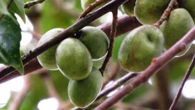জলপাই খেলে যেসব উপকার পাবেন