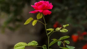 যদি চান গাছভর্তি গোলাপ...