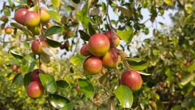 বরই খেলে যেসব রোগ থেকে দূরে থাকবেন