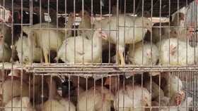 মুরগির দাম বেড়েছে, কাটেনি সয়াবিন তেলের সংকট