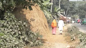 ৩২ কোটি টাকার রাস্তায় খড়ের গাদা, বাঁধা হচ্ছে গরু-ছাগল