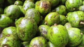 কোষ্ঠকাঠিন্য প্রতিরোধ ছাড়াও আমড়া খেলে যত উপকার