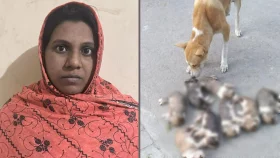 ৮ কুকুরছানা হত্যা মামলা, সরকারি কর্মকর্তার স্ত্রী গ্রেপ্তার