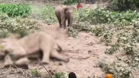 মৃত বন্যহাতির শুঁড়-পা কেটে নিল দুর্বৃত্তরা, বন বিভাগের বিরুদ্ধে দায়িত্বহীনতার অভিযোগ