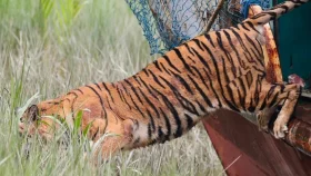 ৬ মাস চিকিৎসার পর সুন্দরবনে ফিরল সেই বাঘিনী &nbsp;