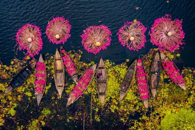 বরিশালের শাপলা বিল। ছবি: সিসিটিভি এশিয়া প্যাসিপিক