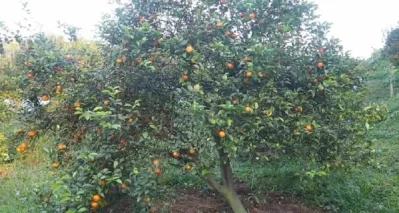 Oranges are hanging in bunches in the garden.  Photo: The Independent