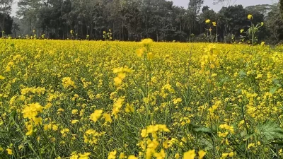 Mustard has been cultivated in Madaripur this season on 16 thousand 982 hectares of land.  Photo: The Independent