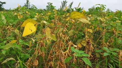 লক্ষ্মীপুরের চরাঞ্চলে এবার বিপুল পরিমাণ সয়াবিন চাষ হয়েছে। ছবি: ইনডিপেনডেন্ট টেলিভিশন