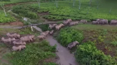 কেইপিজিড এর ৫২ ভাগ এলাকা বন্যপ্রাণীদের জন্য সংরক্ষিত রাখার কথা থাকলেও তা মানা হচ্ছে না। ছবি: ইনডিপেনডেন্ট টেলিভিশন