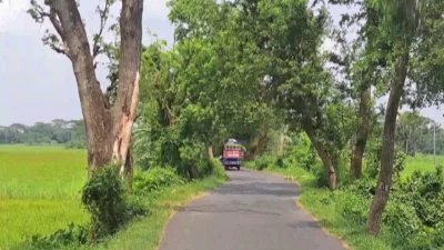 শরীয়তপুর সদর-ছয়গাঁও-ভেদরগঞ্জ সড়কের পাশে শত শত গাছ। ছবি: ইনডিপেনডেন্ট টেলিভিশন