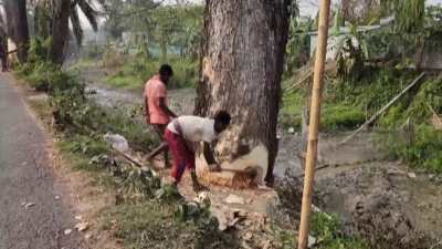 উন্নয়ন কিংবা সংস্কার নয়, বিনা কারণে শরীয়তপুরে ছয় মাসে দেড় হাজার গাছ কেটেছে বন বিভাগ। ছবি: ইনডিপেনডেন্ট টেলিভিশন