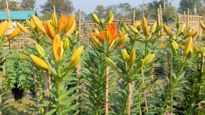 রোপণের মাত্র দেড় মাসের মধ্যে লিলিয়াম ফুটেছে। ছবি: ইনডিপেনডেন্ট