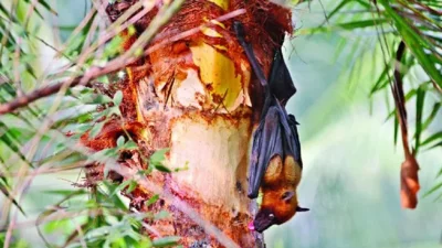 ব্যাট-রিও ভাইরাস, রিও ভাইরাস পরিবারের একটি সদস্য, যা মূলত বাদুড় (ব্যাট) প্রজাতির মধ্যে বিদ্যমান থাকে। ফাইল ছবি